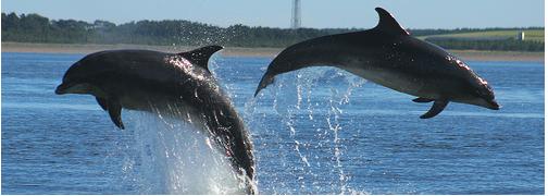 dolphins-jumping dolphins-jumping