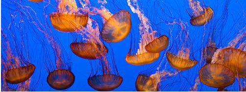 medusas medusas